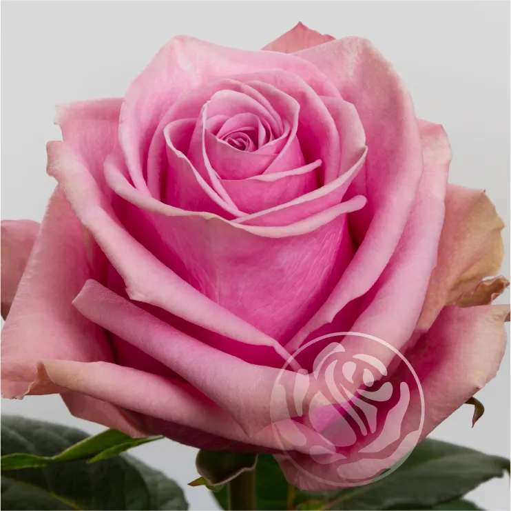 Scandal Erupts in Curchorem, Goa