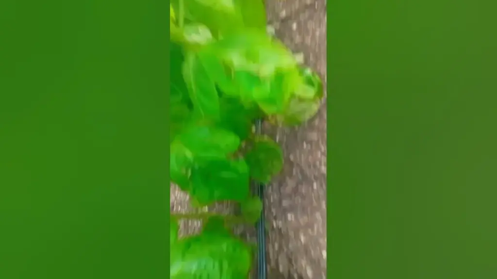 खेत: School Van Accident in Field Claims Life