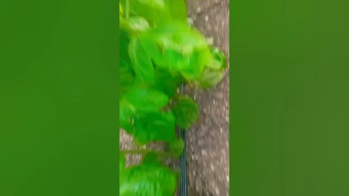 खेत — IN news