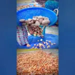 വെളിച്ചെണ്ണ: Coconut Oil Prices in Kerala Hit by Market Manipulation