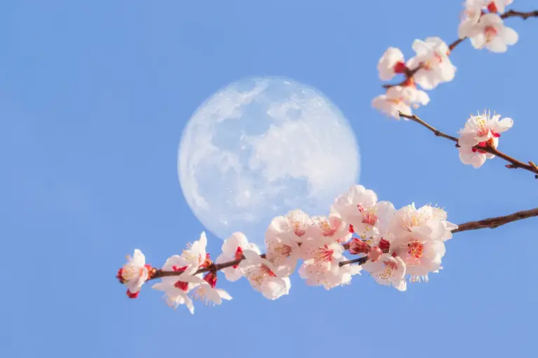 Flower moon full moon